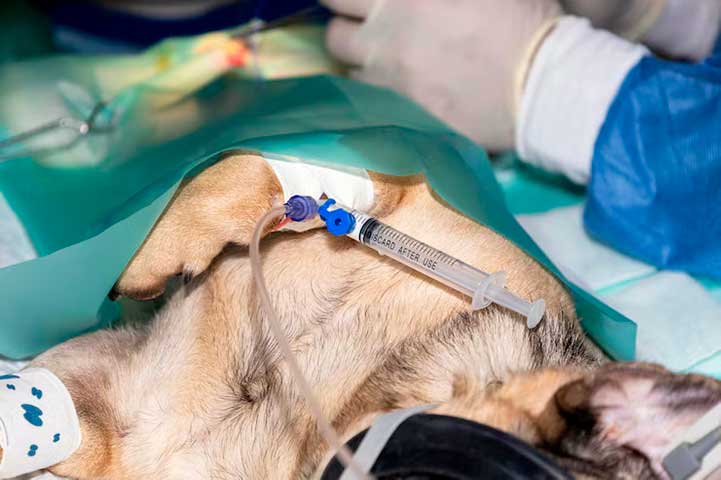Esterilización